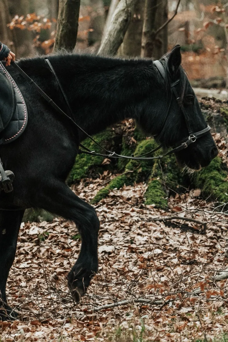 Horse Riding in Nature